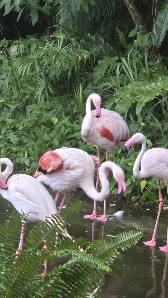 Flamingo - Taipei ZOO