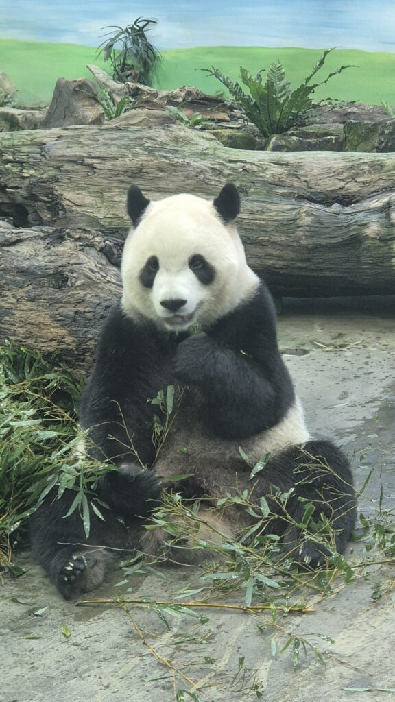 Panda - Taipei ZOO