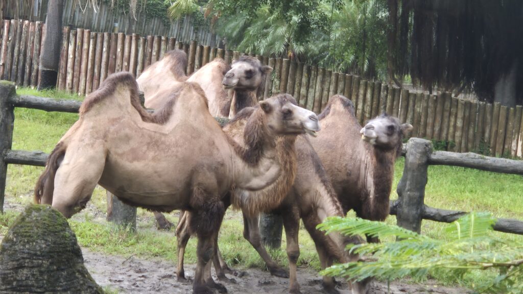 Camel - Taipei ZOO