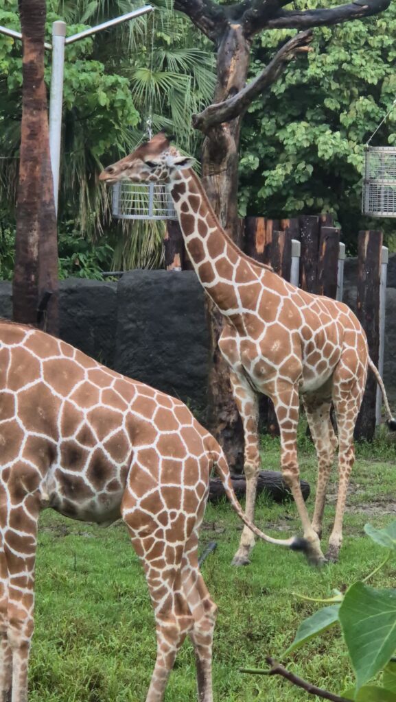 Giraffe - Taipei ZOO