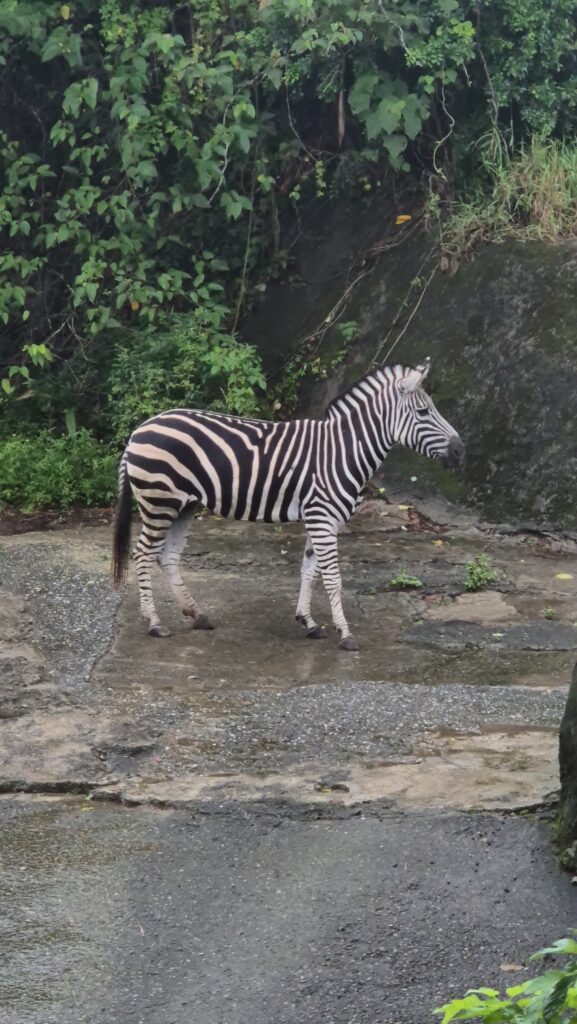 Zebra - Taipei ZOO