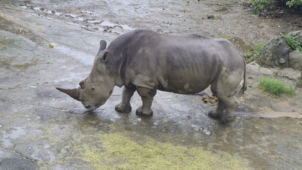 Rhinosero - Taipei ZOO