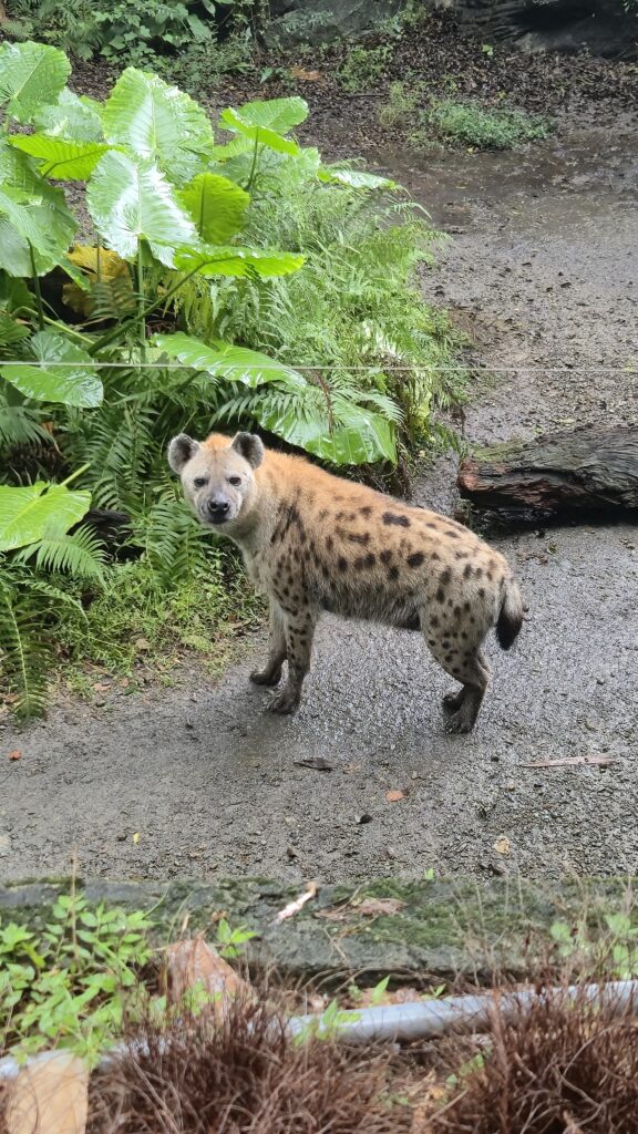 Hien - Taipei ZOO