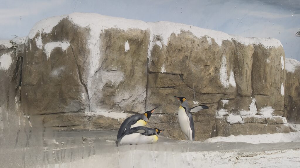 Penguins - Taipei ZOO