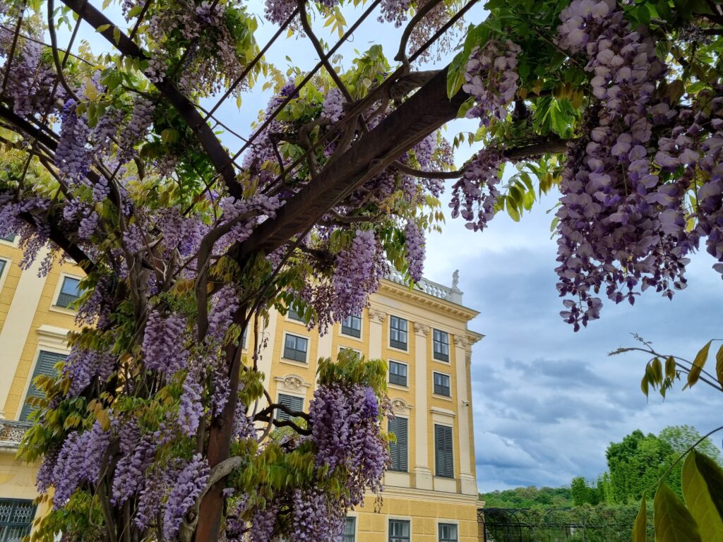 Vienna